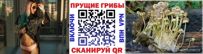 Купить где  Чусовой  Галлюциногенные грибы прущие грибы 